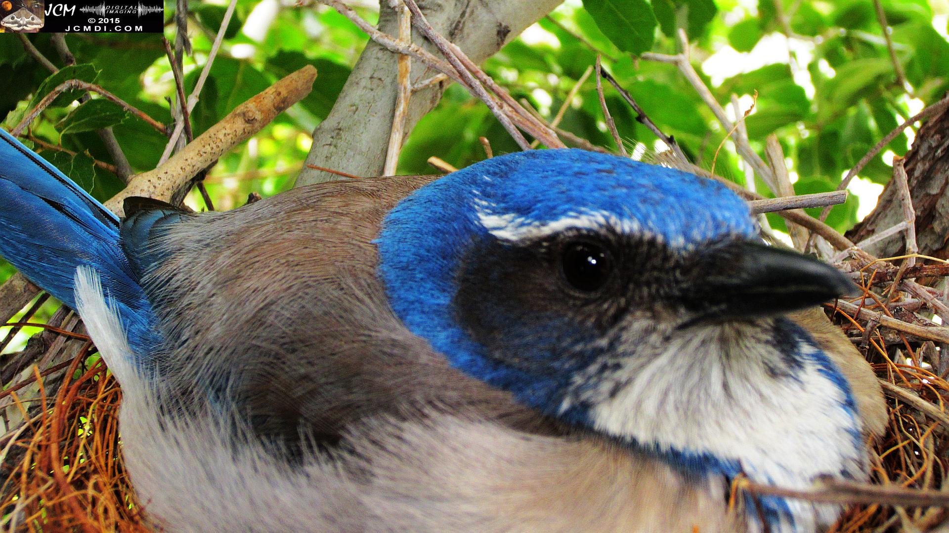 Scrub Jay stills in Santa Clarita, Ca jcmdi.com